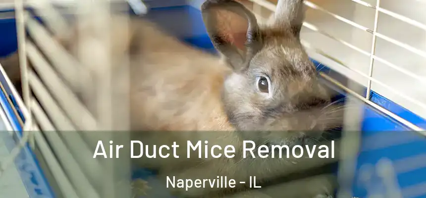 Air Duct Mice Removal Naperville - IL